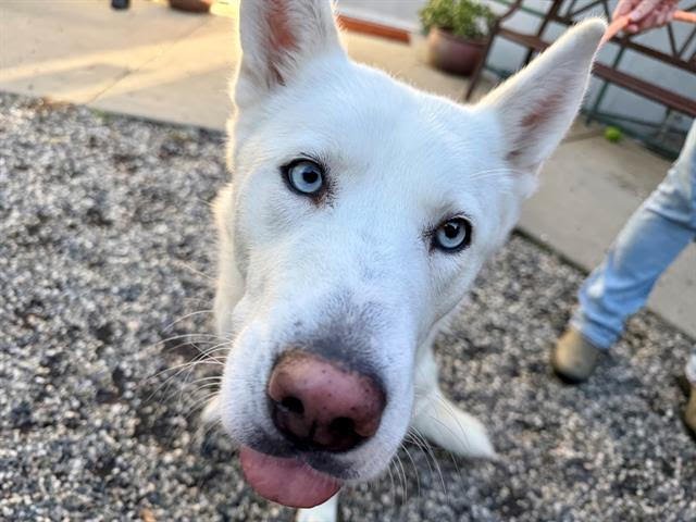 OPAL A437872 - Siberian Husky available for adoption