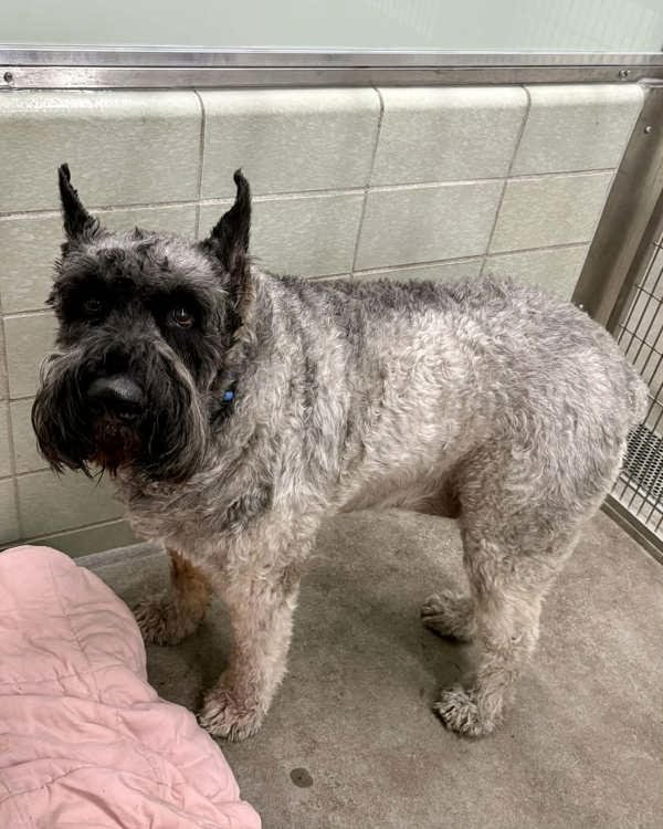 LIAM 247799 - Giant Schnauzer available for adoption
