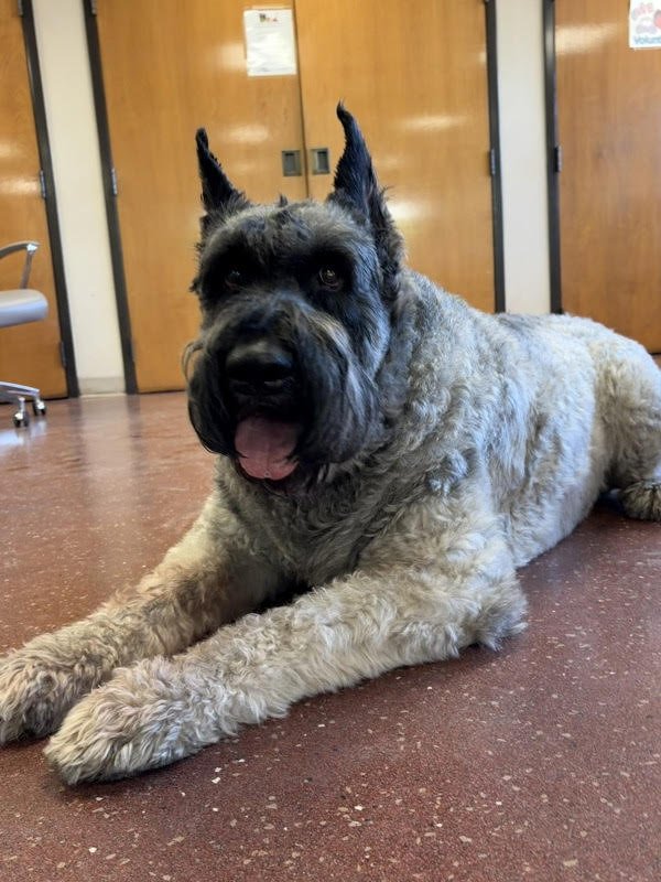 LIAM 247799 - Giant Schnauzer available for adoption