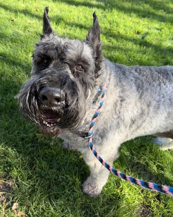 Liam 247799 - Photo 3