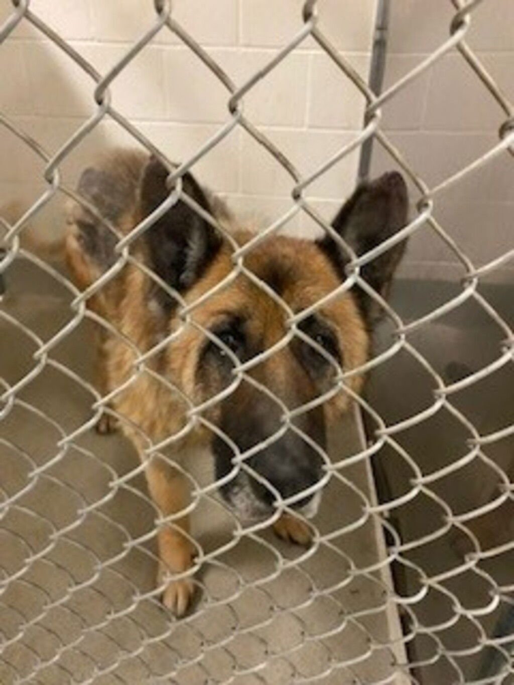 BUCK 48963 - German Shepherd Dog available for adoption