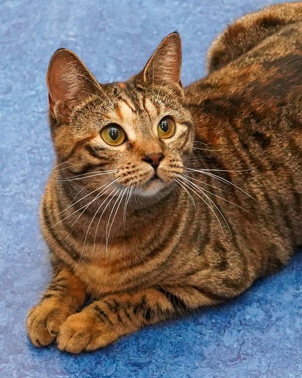 GIGI 302146 - Domestic Short Hair available for adoption