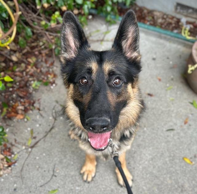 HENRY A437787 - German Shepherd Dog available for adoption