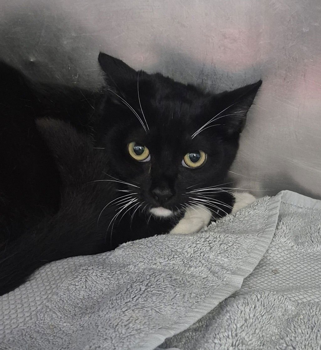 DOTTIE 50938 - Domestic Short Hair available for adoption