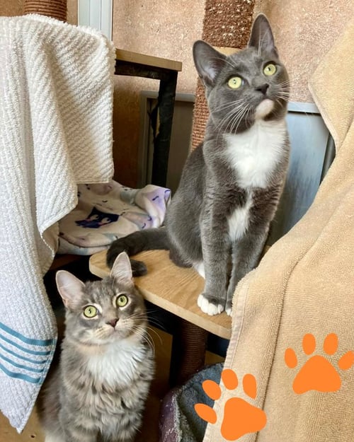 ALESSANDRO 307681 AND ISABELLA 307678 - Domestic Short Hair for adoption in Vallejo