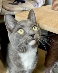 Alessandro 307681 and Isabella 307678 - Photo 2