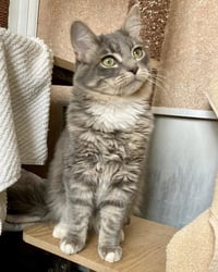 Alessandro 307681 and Isabella 307678 - Photo 3