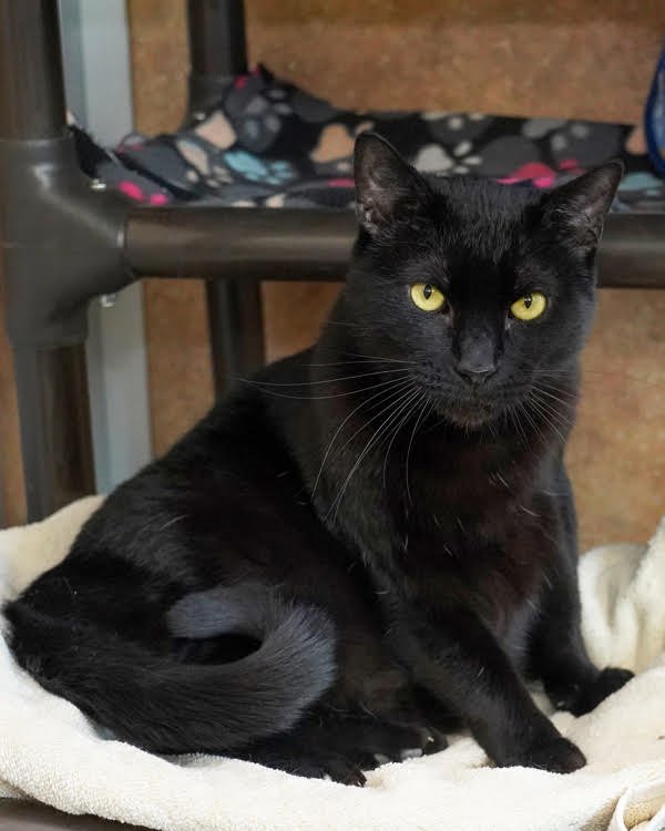 MARVIN 307091 - Domestic Short Hair available for adoption