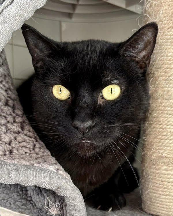 MARVIN 307091 - Domestic Short Hair available for adoption