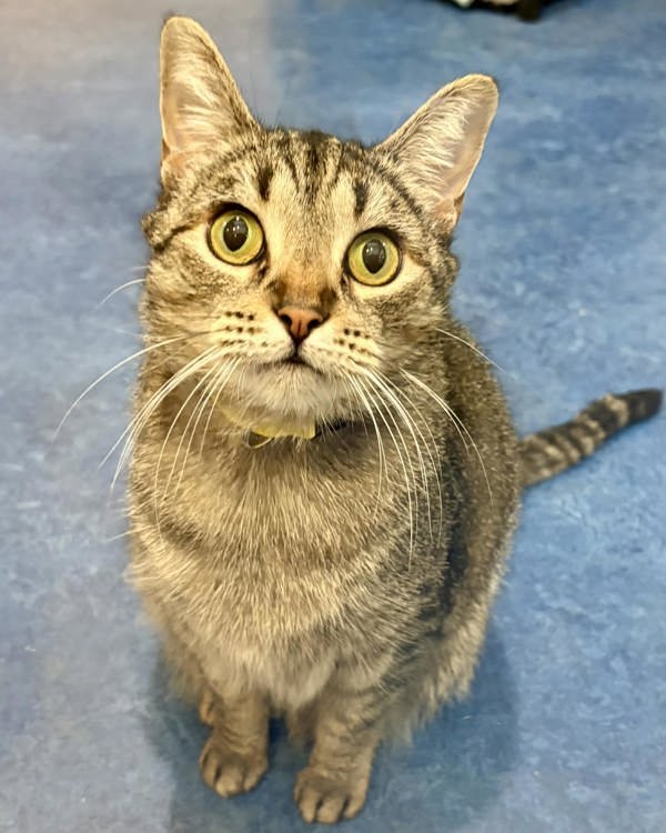 SUNSHINE 277184 - Domestic Short Hair available for adoption