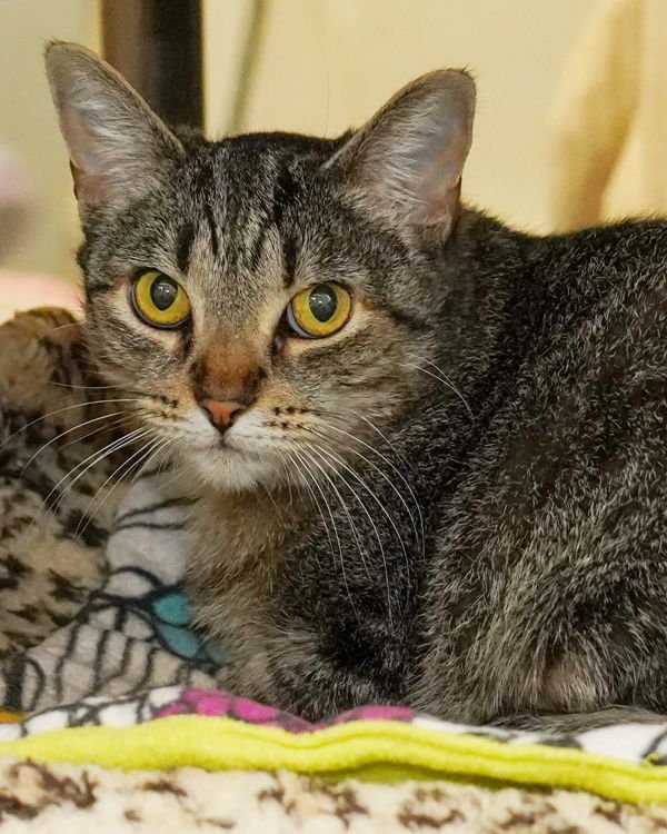 SUNSHINE 277184 - Domestic Short Hair available for adoption