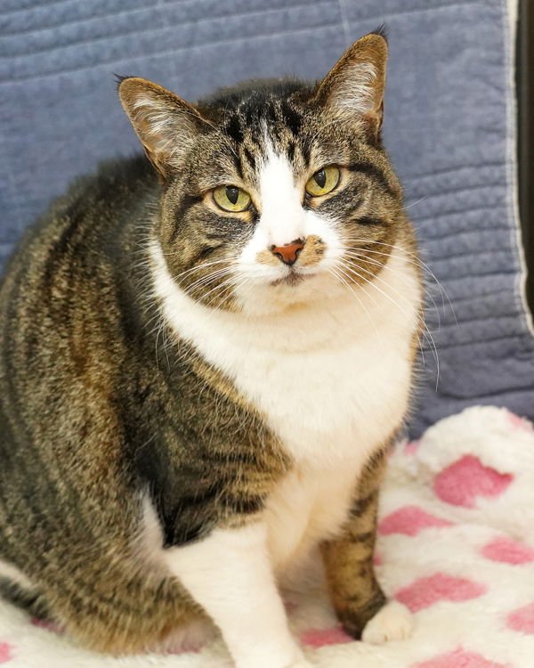 MONKEY 308172 - Domestic Short Hair available for adoption