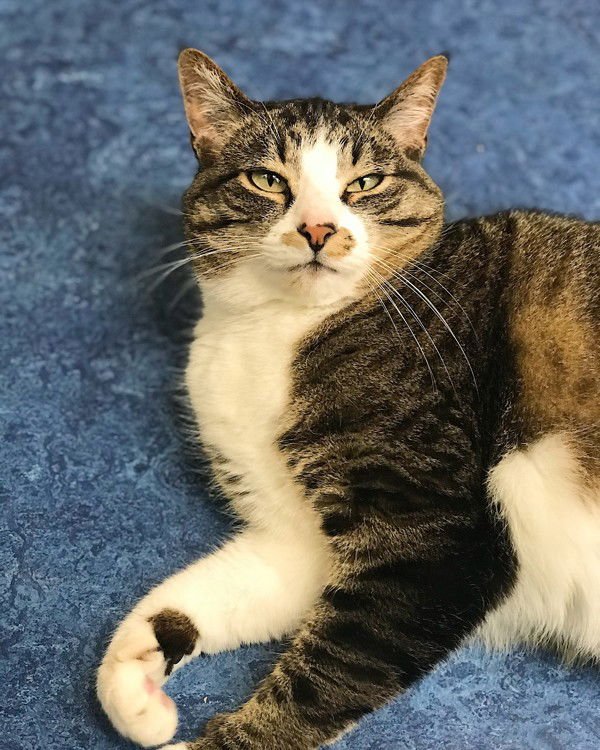 Monkey 308172 - Photo 3