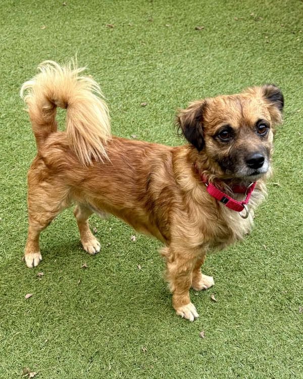 CAPY 308758 - Spaniel / Chihuahua available for adoption