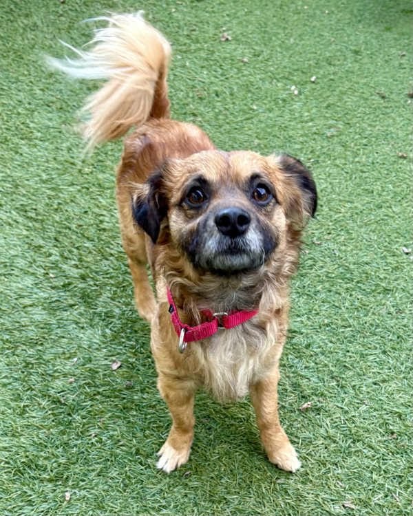 CAPY 308758 - Spaniel / Chihuahua available for adoption