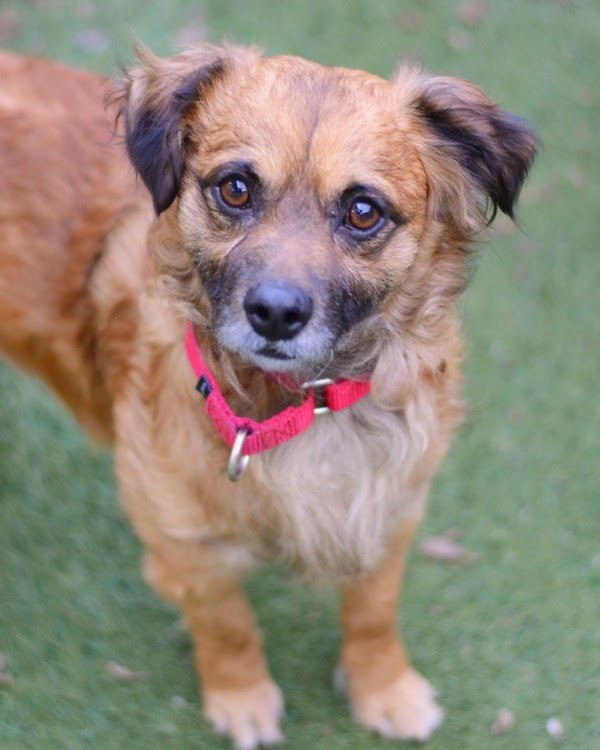 Capy 308758 - Photo 3