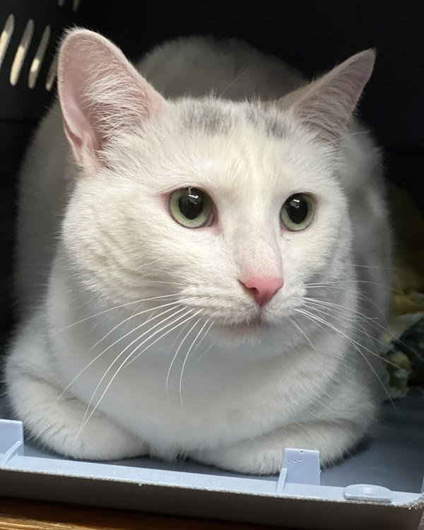 LILLIE 301506 - Domestic Short Hair available for adoption