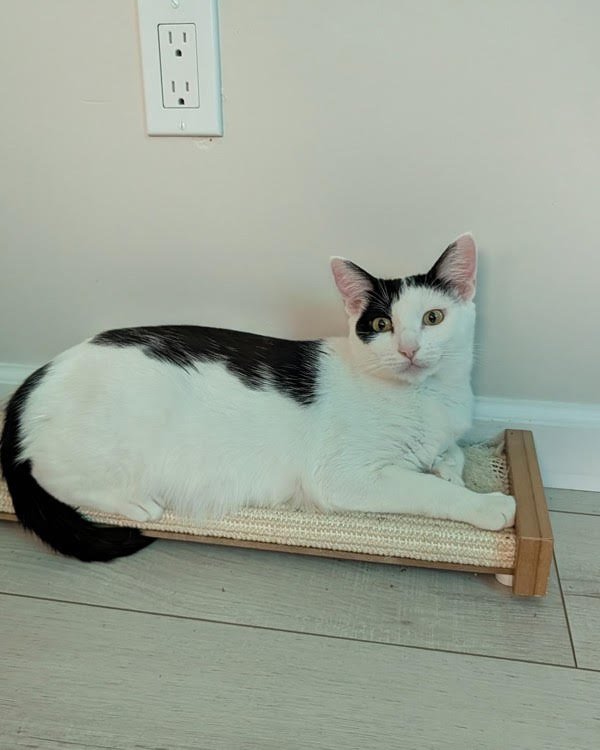 MILKY WAY 306542 - Domestic Short Hair available for adoption