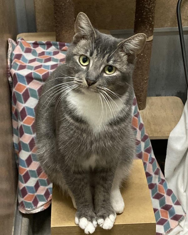 DORY 307334 - Domestic Short Hair available for adoption