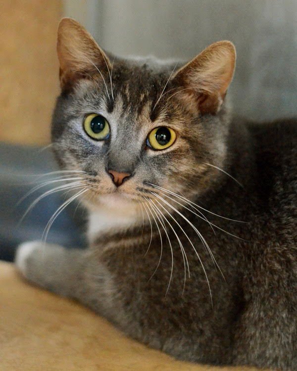 DORY 307334 - Domestic Short Hair available for adoption