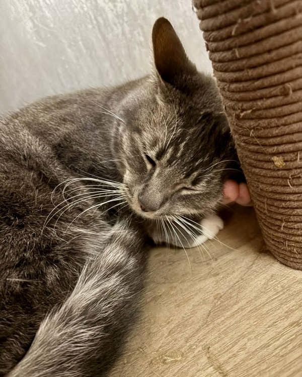 Dory 307334 - Photo 3