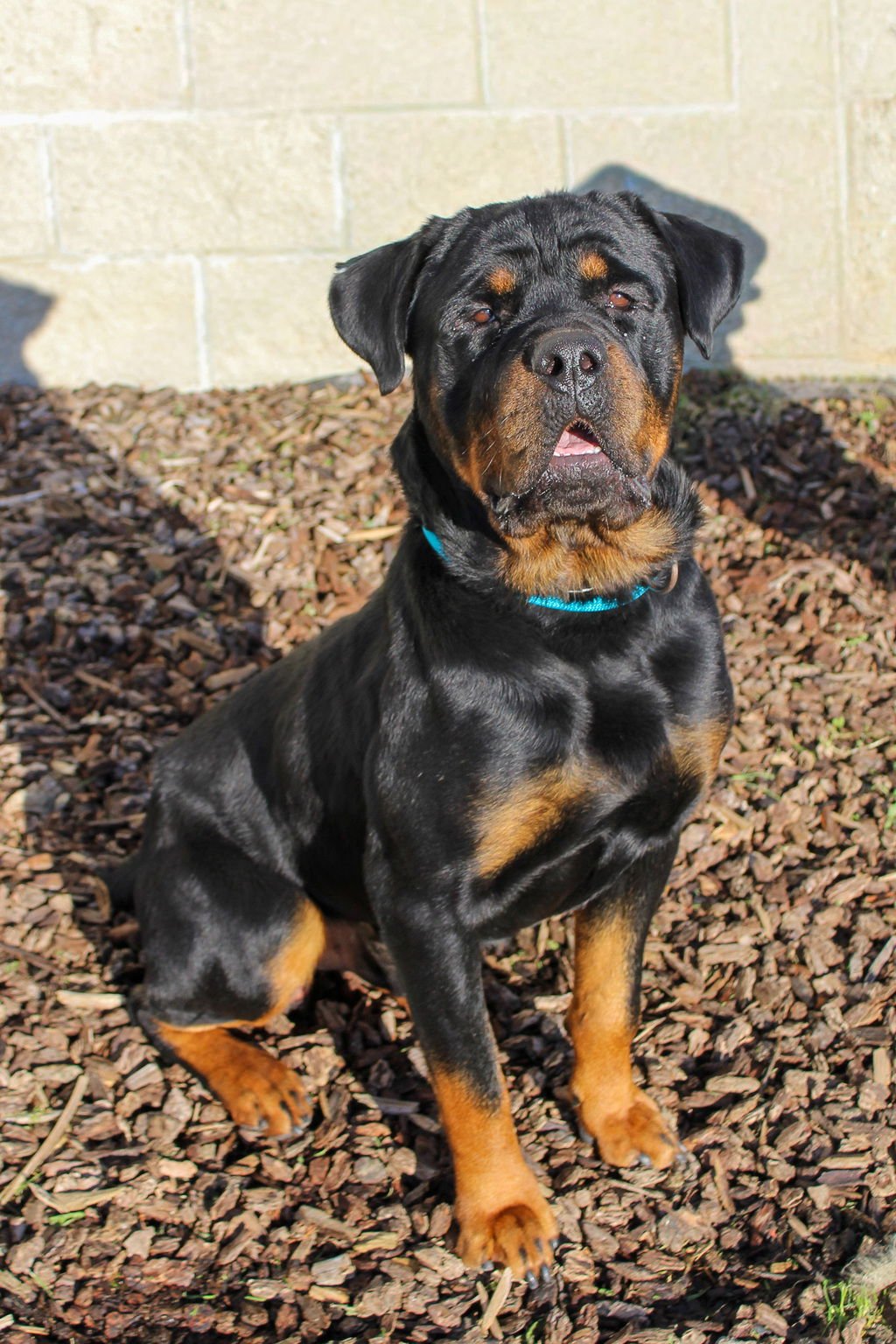 SEBASTIAN 51674 - Rottweiler available for adoption