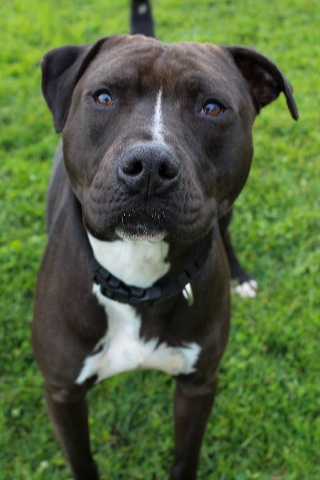 BUDDY 51516 - American Pit Bull Terrier available for adoption