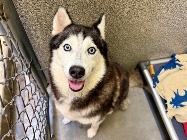 AVALANCHE A437473 - Husky available for adoption