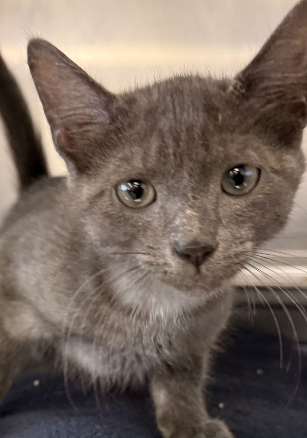 NELSON 50709 - Domestic Short Hair available for adoption