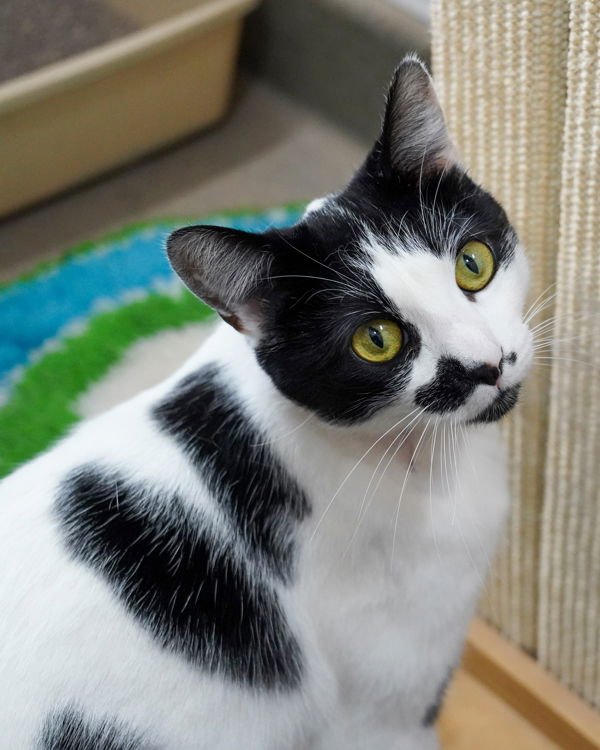 JAZZY 289518 - Domestic Short Hair available for adoption