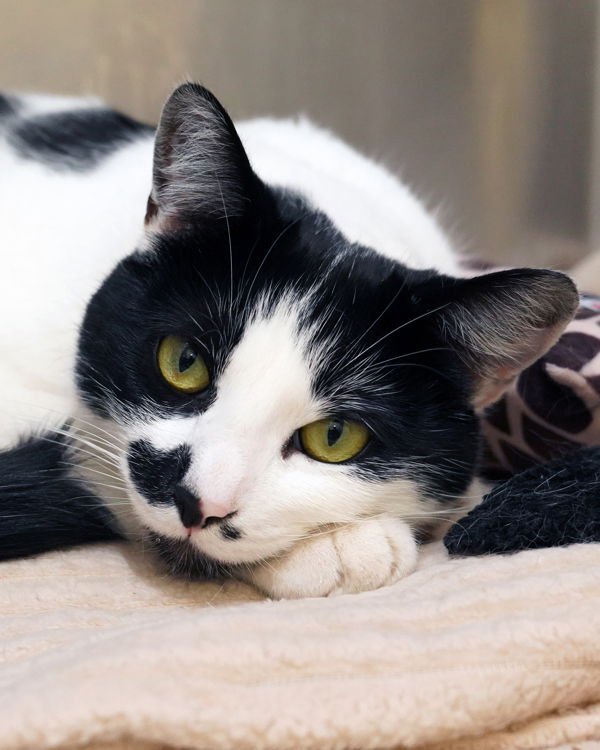 JAZZY 289518 - Domestic Short Hair available for adoption