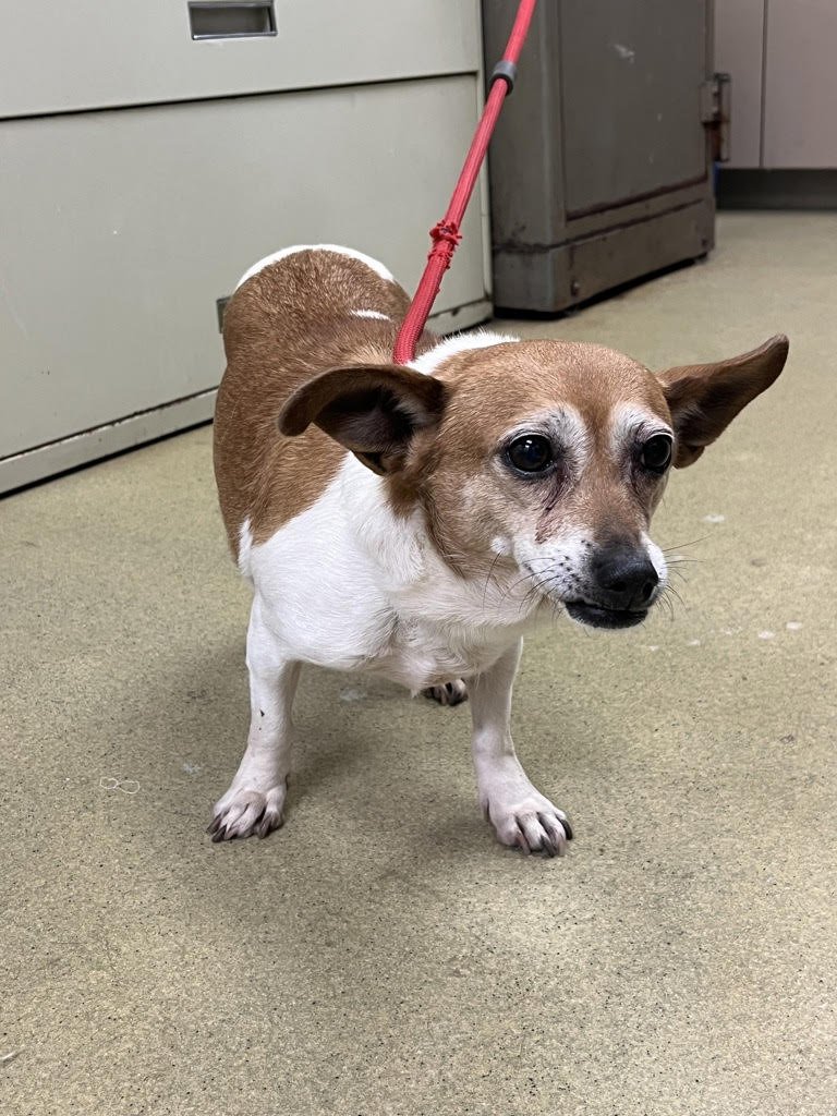 51788 - Chihuahua available for adoption