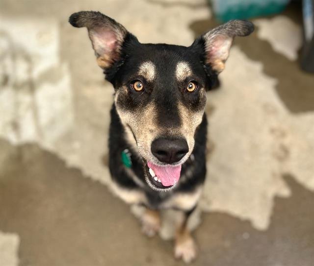 MARTY A437455 - German Shepherd Dog available for adoption