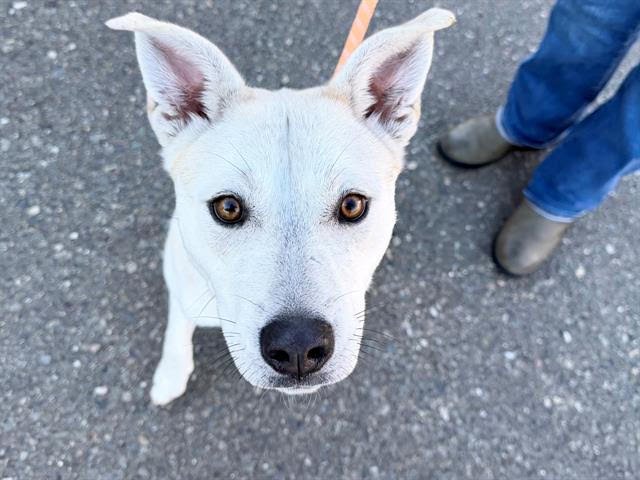 DAISY A438421 - Pit Bull Terrier available for adoption