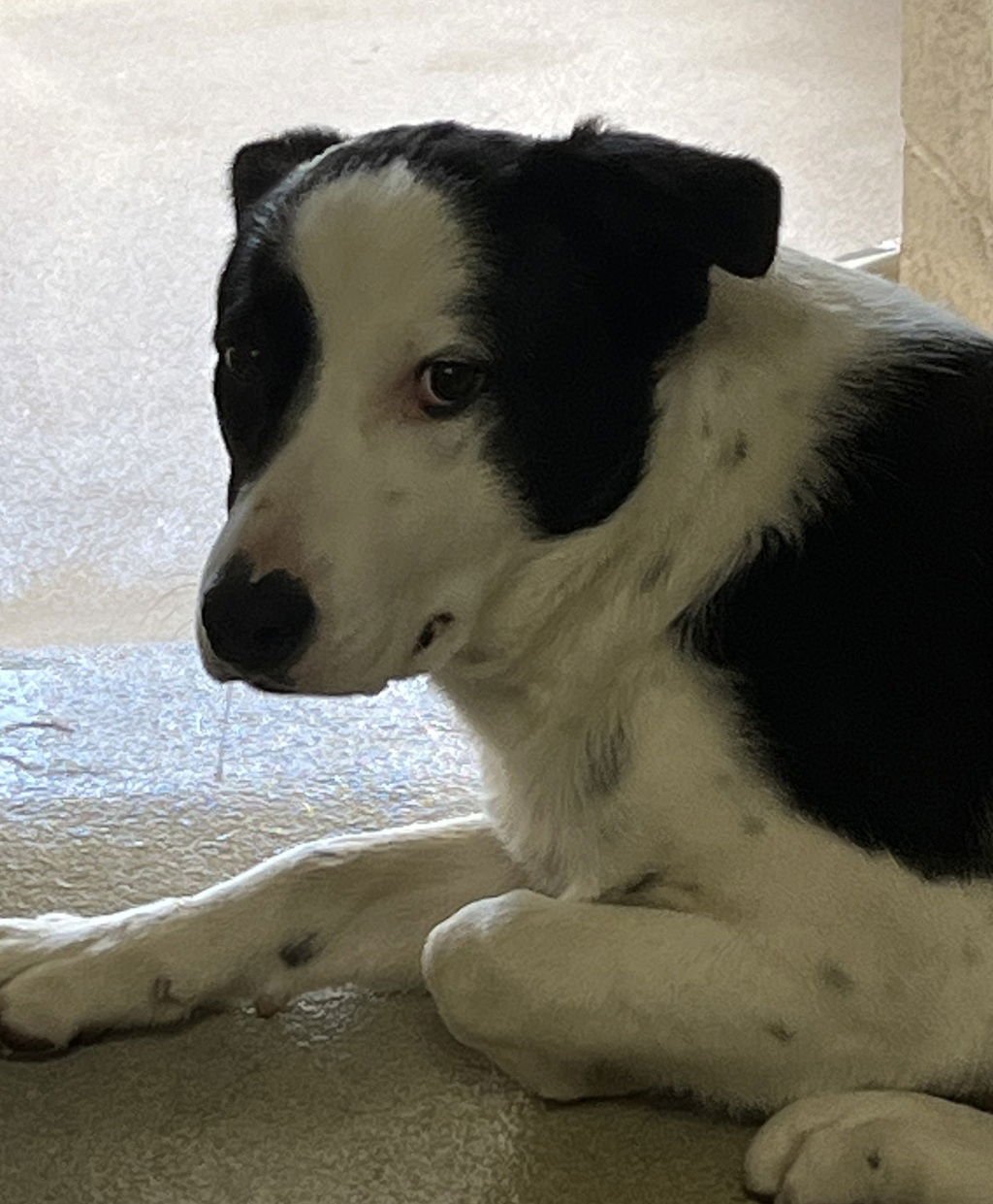 51923 - Australian Cattle Dog/Blue Heeler available for adoption