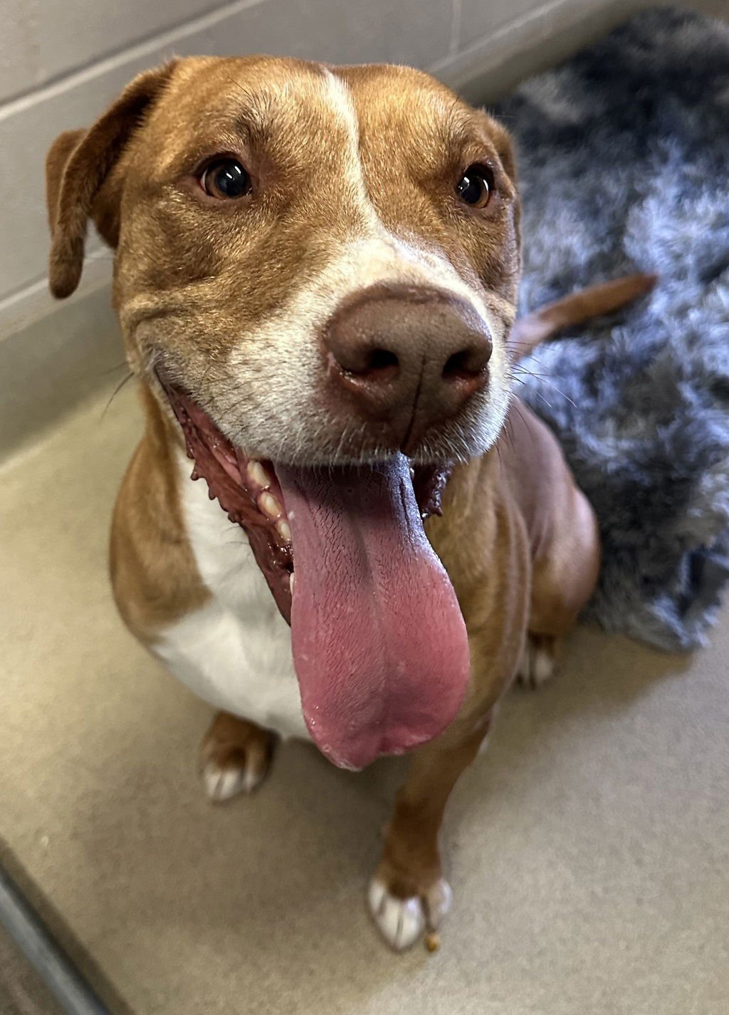 CHORIZO 51938 - Pit Bull Terrier available for adoption