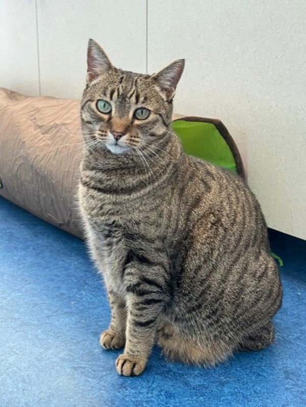 LUNA 307893 - Domestic Short Hair available for adoption