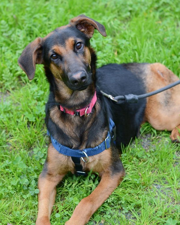 CHARLOTTE 306860 - German Shepherd Dog / Doberman Pinscher available for adoption