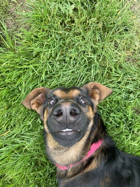 CHARLOTTE 306860 - German Shepherd Dog / Doberman Pinscher available for adoption