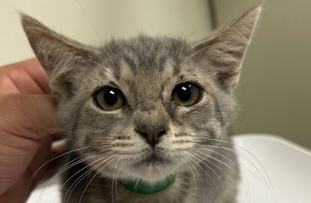 SHADOW 50253 - Domestic Short Hair available for adoption