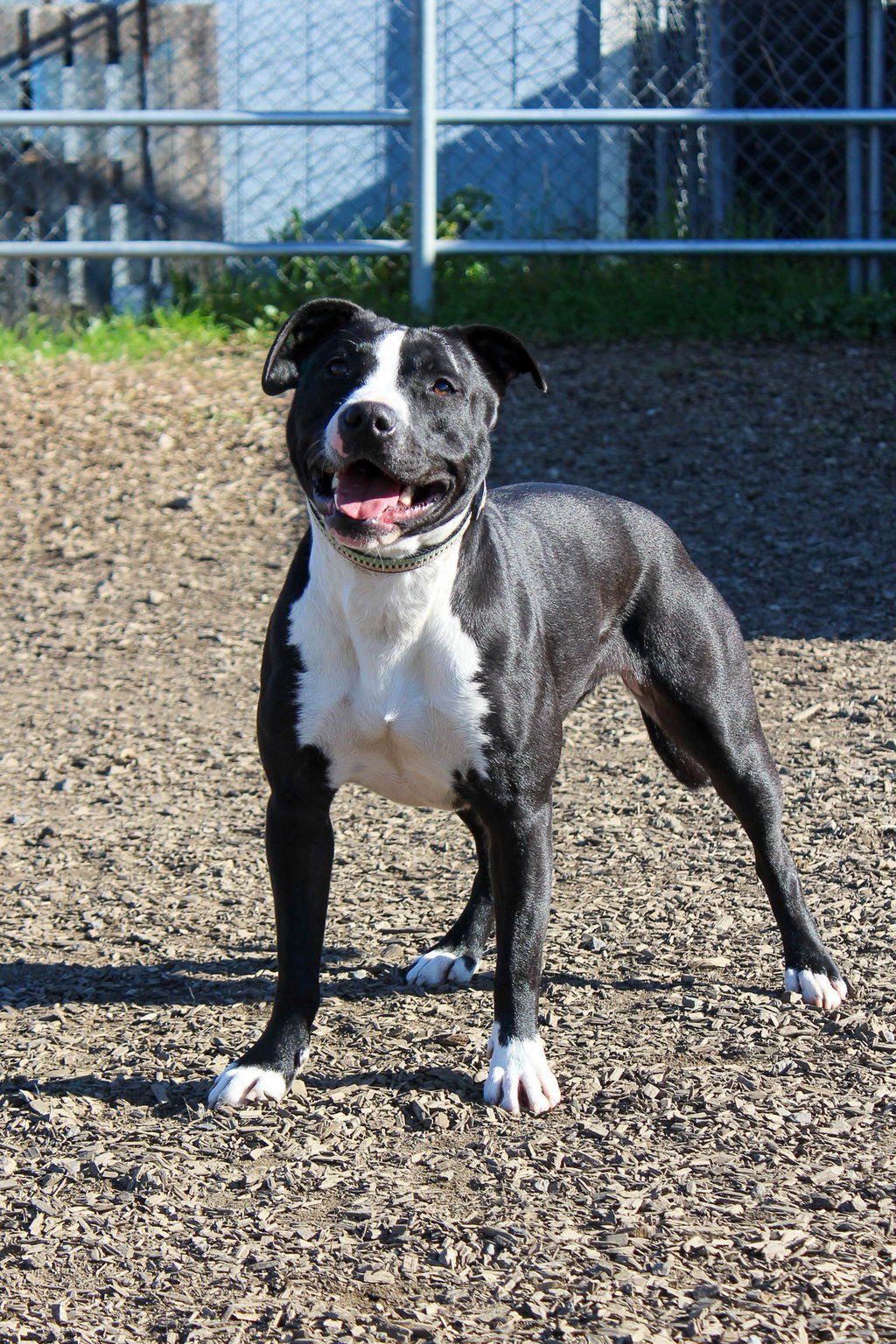 KARA 51517 - American Pit Bull Terrier available for adoption