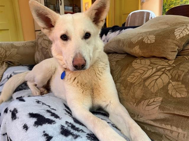 GINNY A437453 - German Shepherd Dog available for adoption