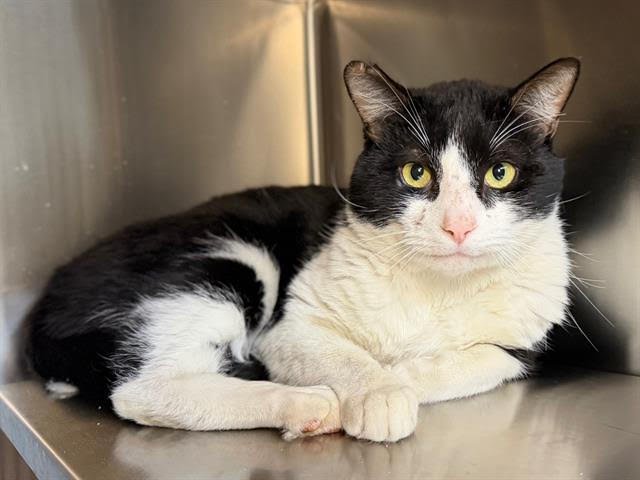 LENNY A439503 - Domestic Short Hair available for adoption