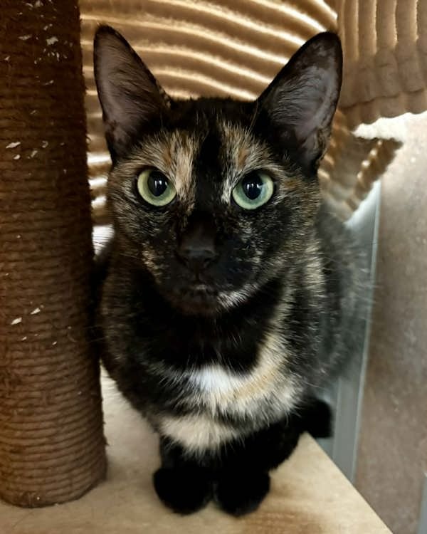 BUTTERFLY 308220 - Domestic Short Hair available for adoption