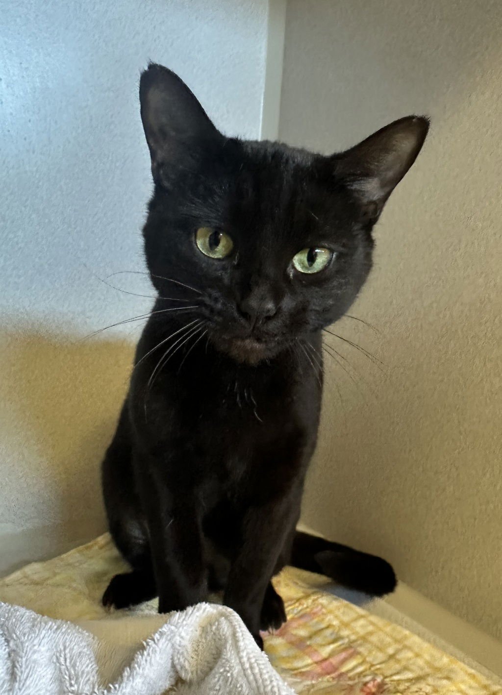 LOLLIPOP 51386 - Domestic Short Hair available for adoption