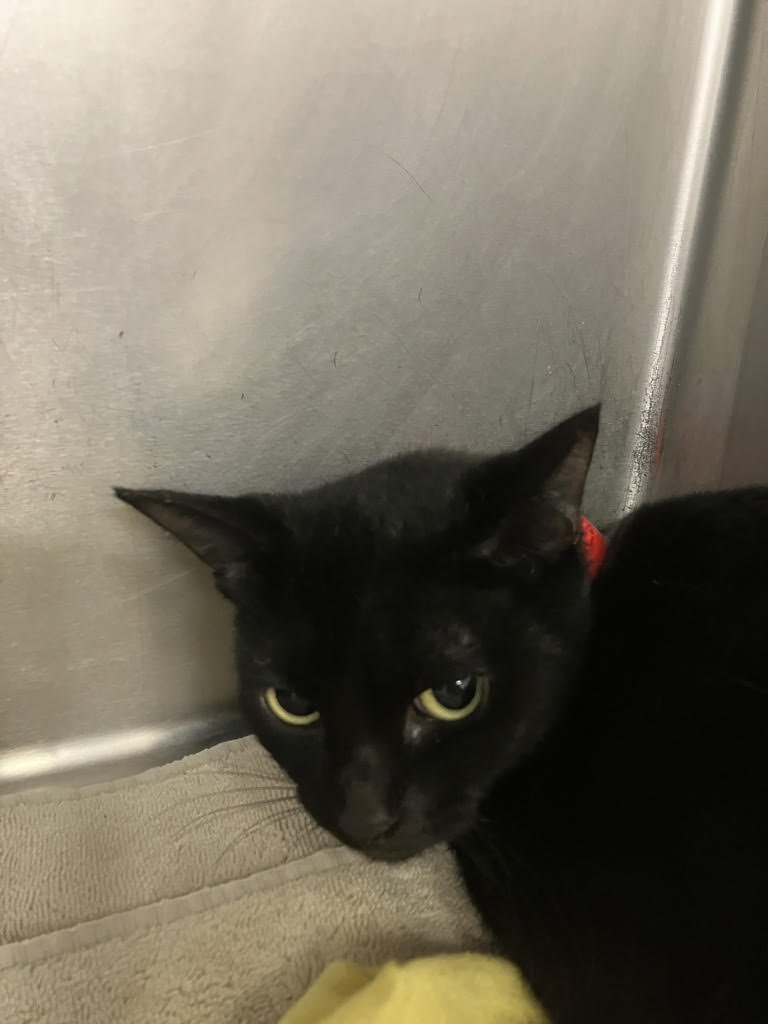 LOLLIPOP 51386 - Domestic Short Hair available for adoption