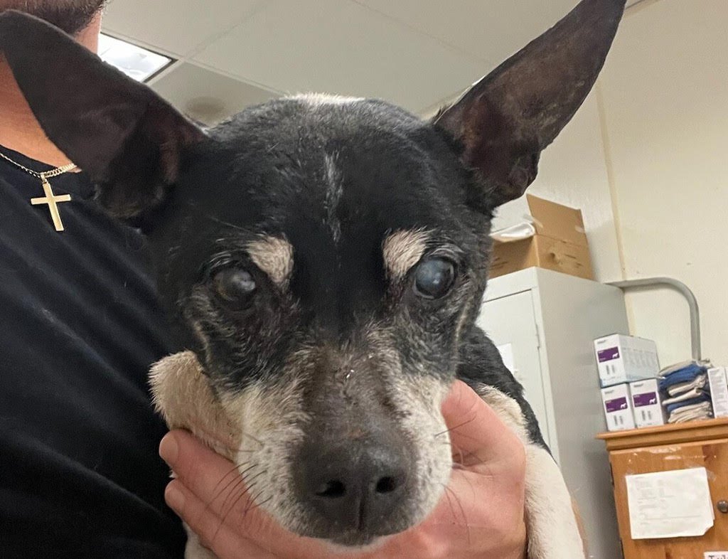 ATTICUS 51697 - Terrier available for adoption