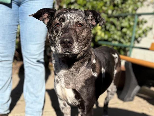 BETHANY GLADYS A438468 - Catahoula Leopard Dog available for adoption