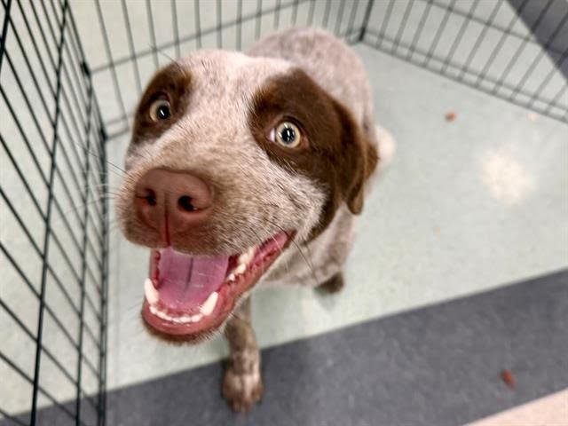 FITCH A439021 - Australian Cattle Dog/Blue Heeler available for adoption