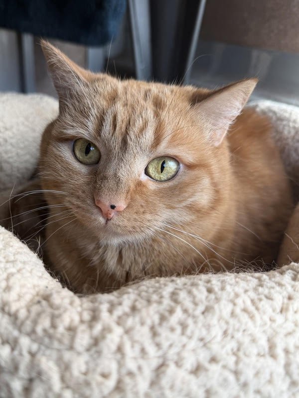 BUTTERNUT 307852 - Domestic Short Hair available for adoption